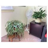 Group of Live Plants