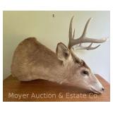 9pt. Whitetail Deer Mount