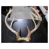 Buck Rack / Deer Antlers / 8 Point
