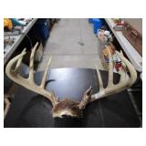 Buck Rack / Deer Antlers / 12 Point