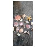 Sea shell lot