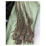 18 Peacock feathers