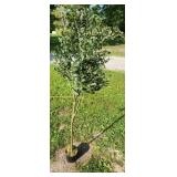 Artificial Olive Tree  Fake Potted Olive Silk