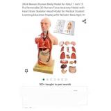 2024 Newest Human Body Model for Kids,11 inch 15