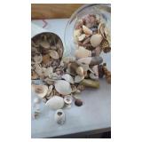 Large Lot of Seashells ( 2 Containers)