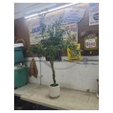6 ft Artificial Olive Tree w/ White Planter