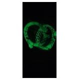 Set of 2 Glow in the Dark USB Cords, 10 ft each