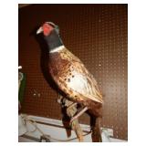 Ring Neck Pheasant Mounted on Driftwood.