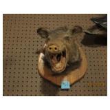 Wild Boar Mount
