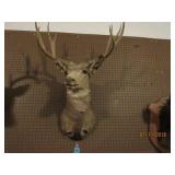 Mule Deer Mount 4 x 4