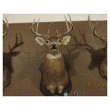 8 Point Buck Deer Mount