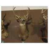 8 Point Buck Deer Mount