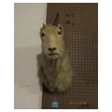 Mountain Goat Head Mount