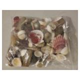 Ziplock Bag Full of Shells and other Misc.