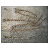 (5) Tow Chains    Longest - 8ft