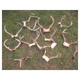 Deer antlers