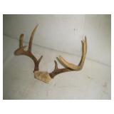 8pt Whitetail Buck Rack  15 inch spread