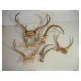 WHITE TAIL DEER RACKS