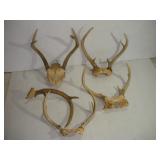 WHITE TAIL DEER RACKS