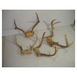 WHITE TAIL DEER RACKS