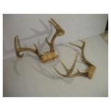 8 AND 10 POINT WHITE TAIL DEER RACKS