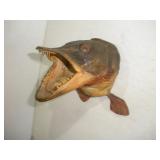 MUSKY HEAD MOUNT 7IN LONG