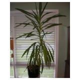 (LIVE) YUCCA PLANT 5FT TALL