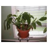 (LIVE) ANTHURIUM PLANT 23IN TALL