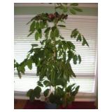 (LIVE) UMBRELLA TREE 7 1/2 FT TALL (SCHEFFLERA)