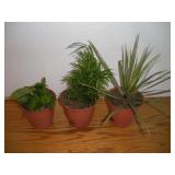 (3) LIVE HOUSE PLANTS TALLEST  12IN