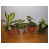 (4) LIVE HOUSE PLANTS TALLEST 12IN