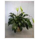 PEACE LILLY LIVE PLANT  36IN TALL