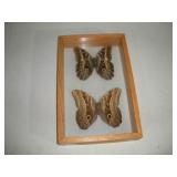 (2) MOUNTED CENTRAL AMERICAN OWL BUTTERFLIES 8X12