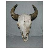 Buffalo Skull. Skull is approximately 19" & to