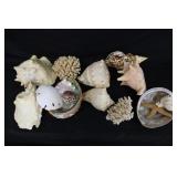 Seashells & Conch Shells
