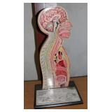 Nasogastric Intubation Teaching Model