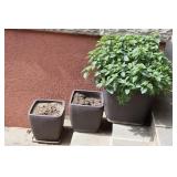 3 Clay Pots w/ Plants