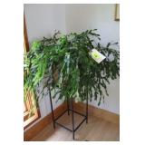 Christmas Cactus w/ Stand