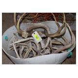 Deer Antlers and Sheds