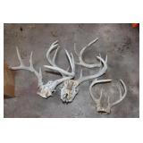 Deer Antlers
