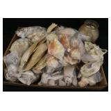 Large Lot of Seashells