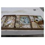 Collectible Sea Shells