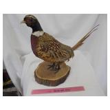 Taxadermy Pheasant
