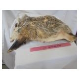 Badger hide