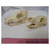 Lot of 2 taxidermy skulls (coyote)