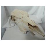 Cow Skull