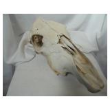 Cow Skull
