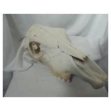 Cow Skull