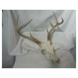 Deer Skull with Horns