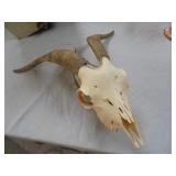 Goat Skull with Horns